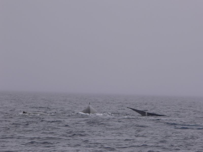 wielorybyhumbaki3humbackwhales.jpg