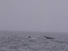 wielorybyhumbaki3humbackwhales_small.jpg