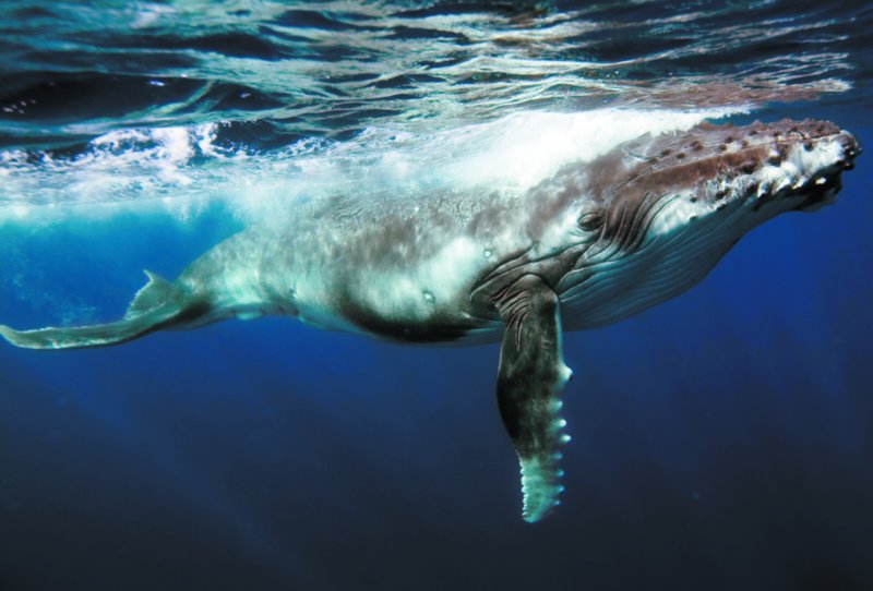 humpbackwhalewielorybhumbak.jpg