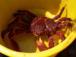 crab